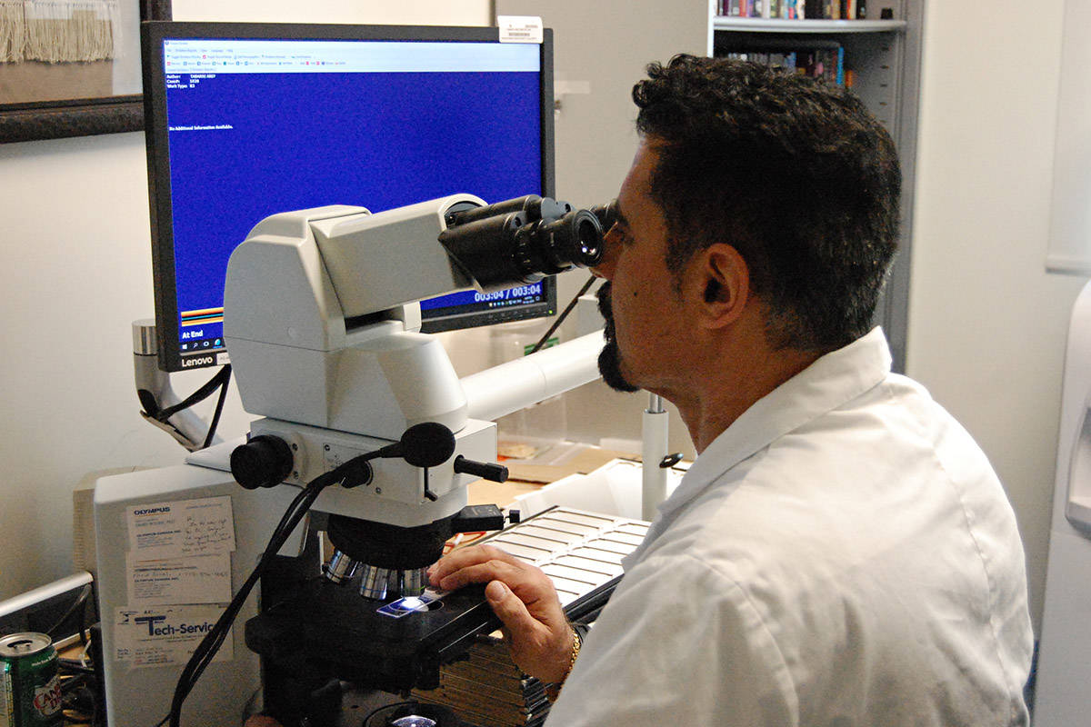 Dr. Aref Tabarsi, general pathologist, examines a thyroid cancer patient’s sample through a microscope in his office at the Campbell River hospital, April 4, 2019. Photo by David Gordon Koch/Campbell River Mirror