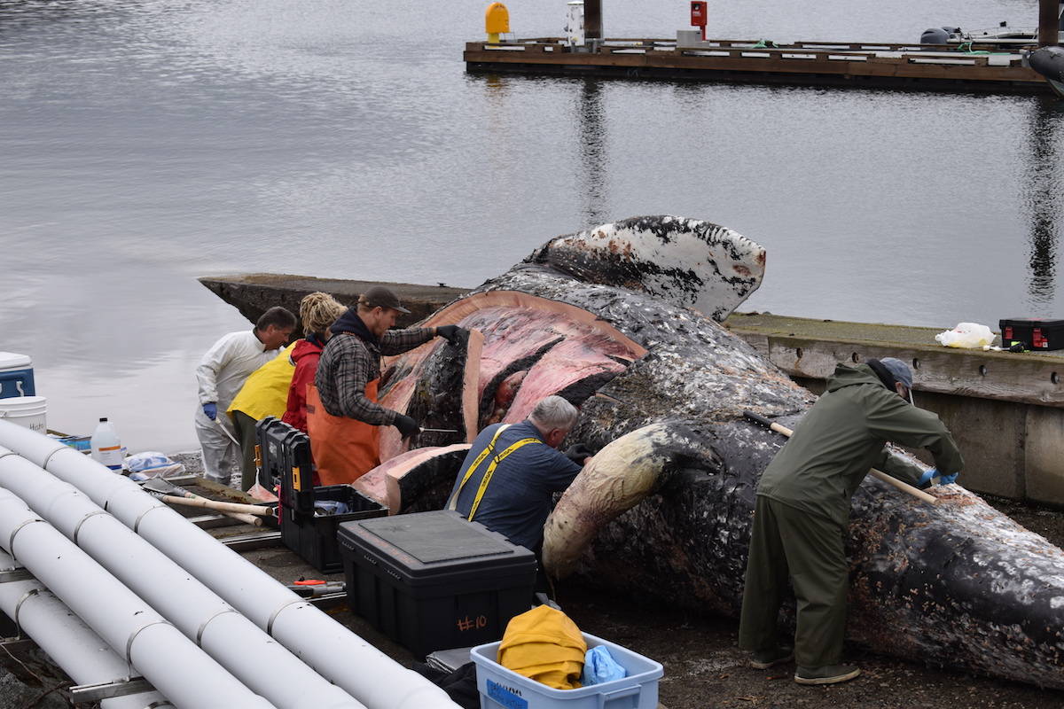 DFO and ISO Scientists, with reps from BC Agriculture, complete a necropsy on the dead whale. Big knives and pikes were used to cut through the blubber. (Nick Murray/News Staff)