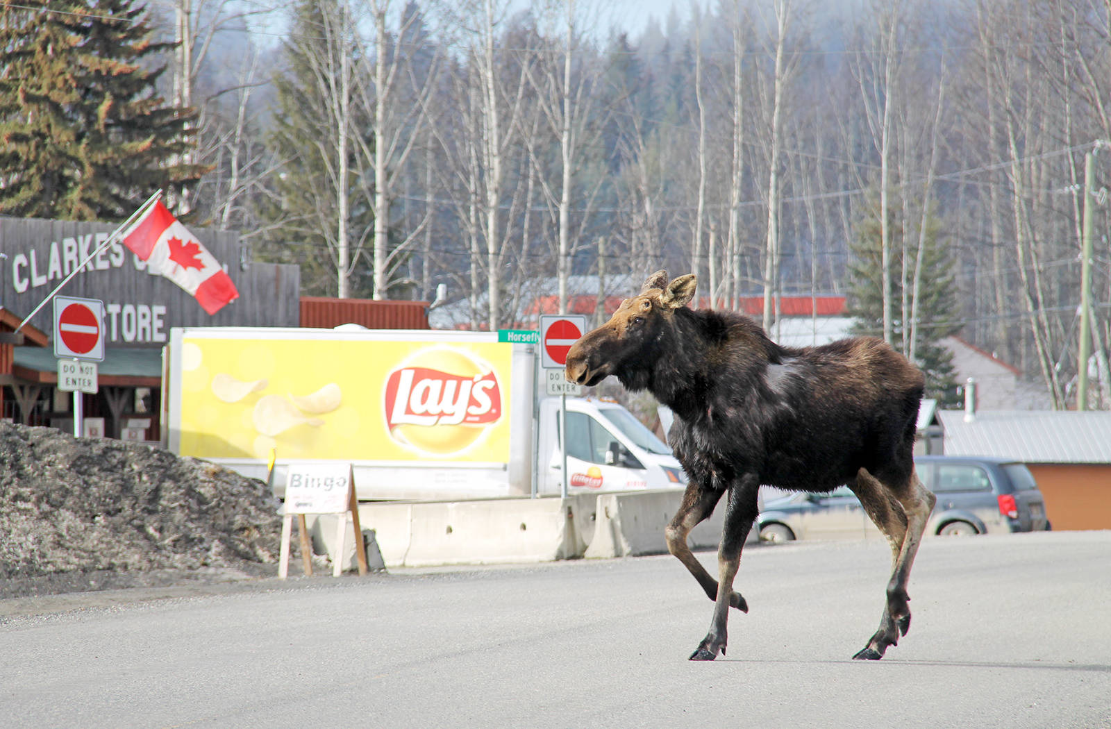 Faye Knox captured this quintessentially Canada setting of a moose walking down the street in Horsefly recently. Faye Knox photo