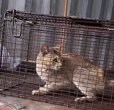 An orange tabby-style cat has likely used up more than a few of its nine lives during an unauthorized trip from China to B.C. (THE CANADIAN PRESS/HO-BC SPCA, North Cariboo District Branch)