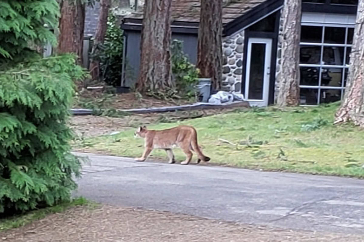 Local resident Deborah Wedel captured this photo of a cougar on Steelhead Road on Sunday morning. There have been multiple cougar sightings in recent days around Campbell River.