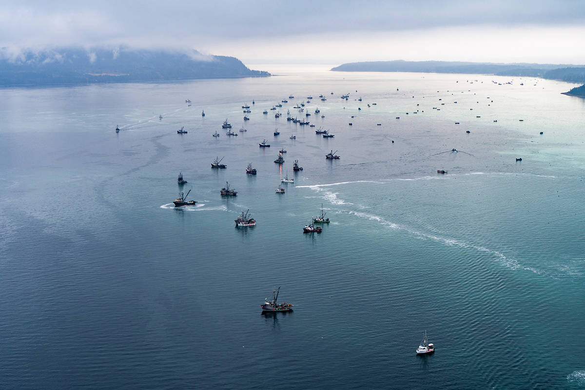 Seiners fill the waters between Comox and Nanoose Bay during the 2019 roe herring fishery. Photo courtesy of Pacific Wild
