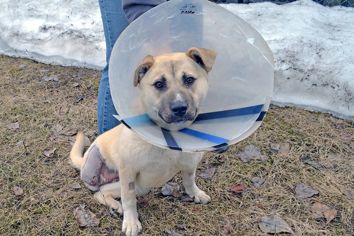 It is believed Dixie was injured in a foot trap or snare. Submitted photo