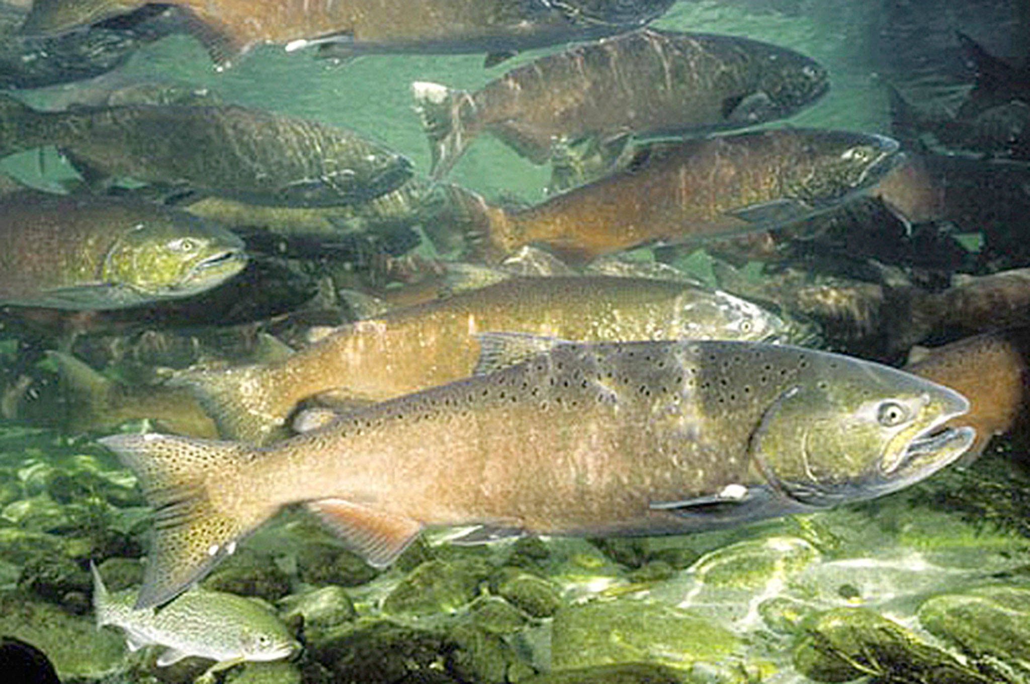 DFO announced new limits on recreational chinook fishing on Tuesday. File photo