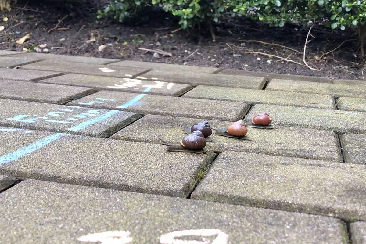 Four snails race to a finish line in White Rock on Wednesday. (Contributed photo)