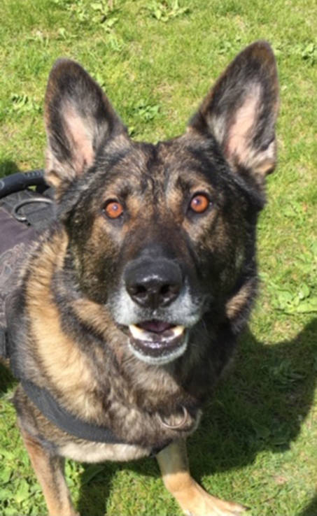 VicPD service dog Uno was attacked by two suspects when police tried to apprehend them in 2016. His attacker was one of the first in Victoria to be convicted for the attack under the Justice for Animals in Service Act. (Submitted/VicPD)