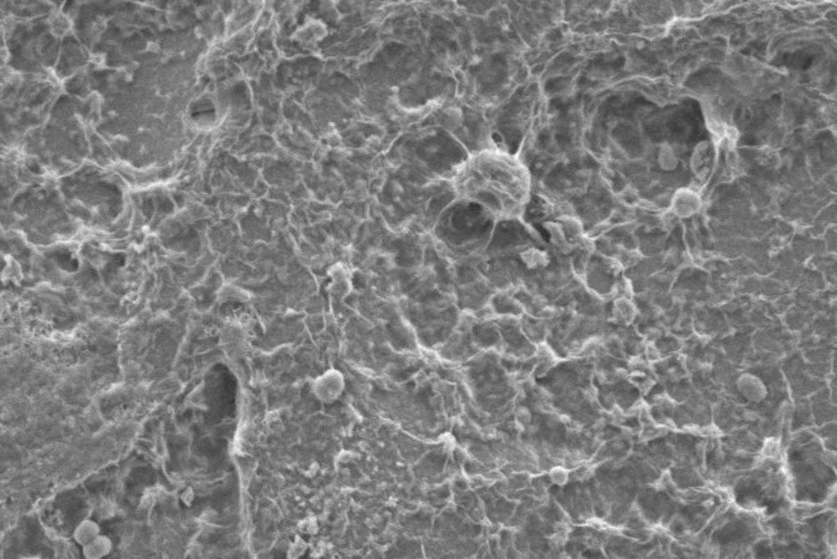 In the future Dr. Amy Smith would like to see how these pathways and these types of organisms could survive on other planets (Oregon State University)