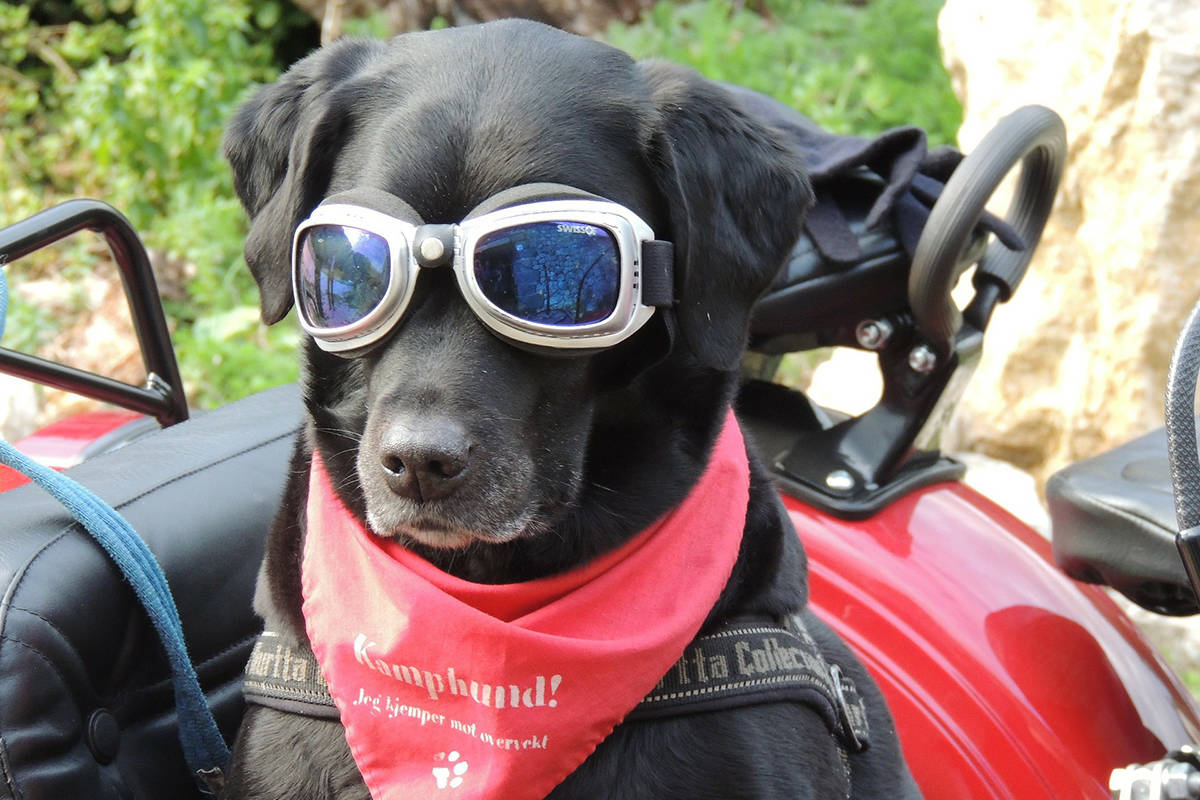 A freedom-of-information request has revealed a list of creative dog names in the City of White Rock. (File photo)