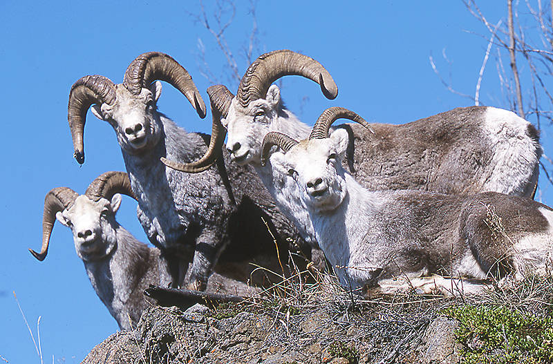 Some thinhorn sheep in the Yukon. (Submitted photo/Government of Yukon)