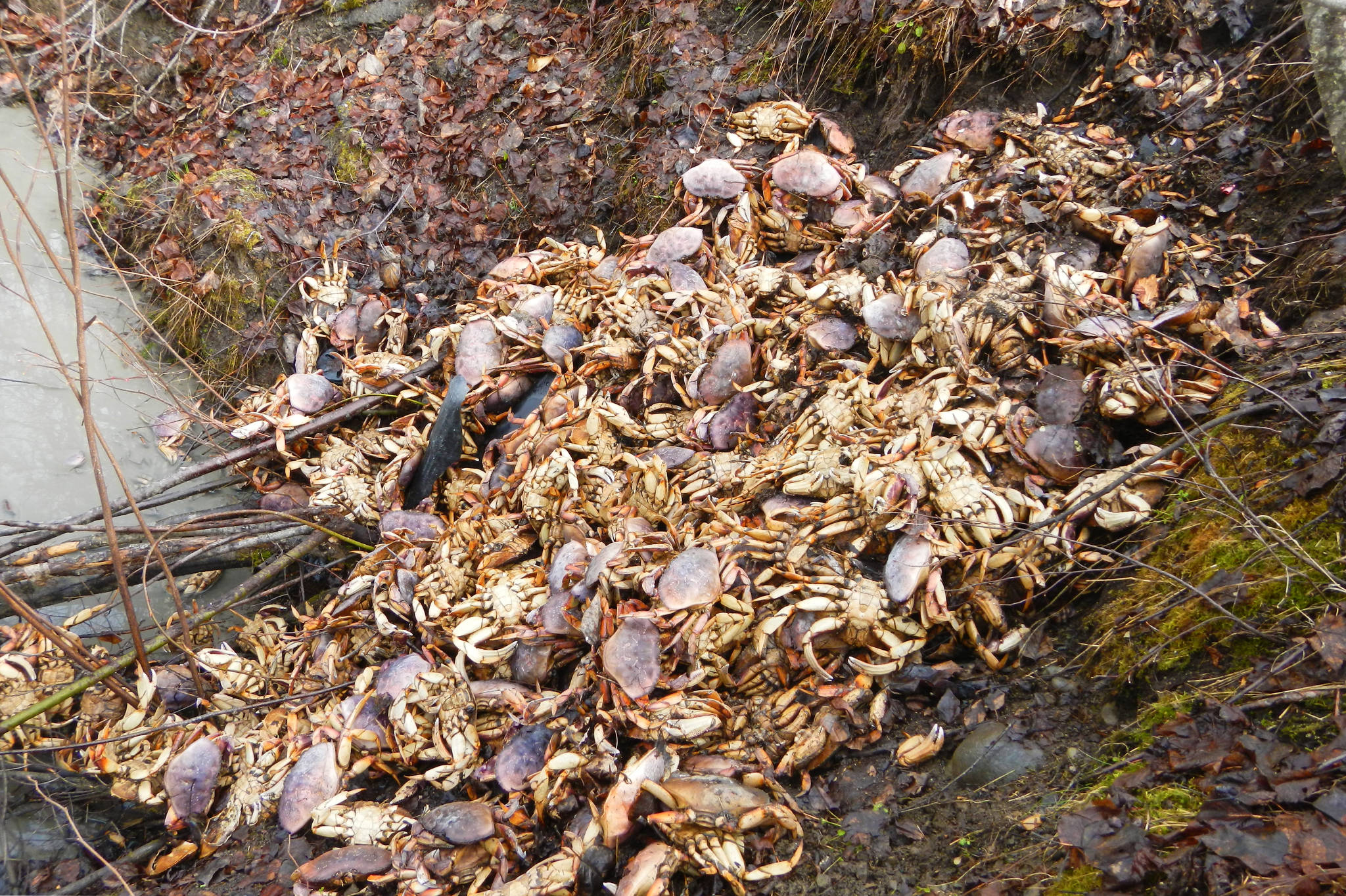 B.C. Officers estimate 200 crab were dumped off the side of Skeena Crossing Road near Hazelton.