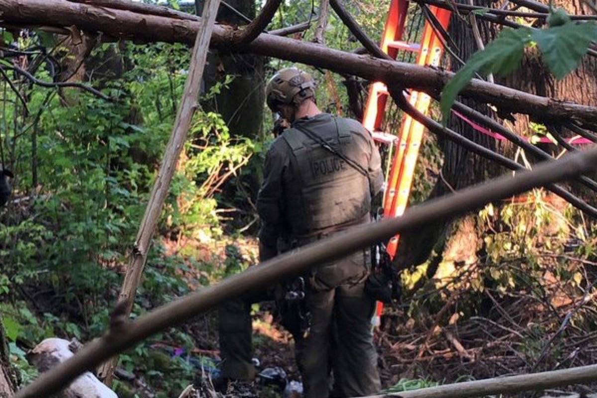 UPDATE: RCMP arrest protester in tree at Trans Mountain terminal