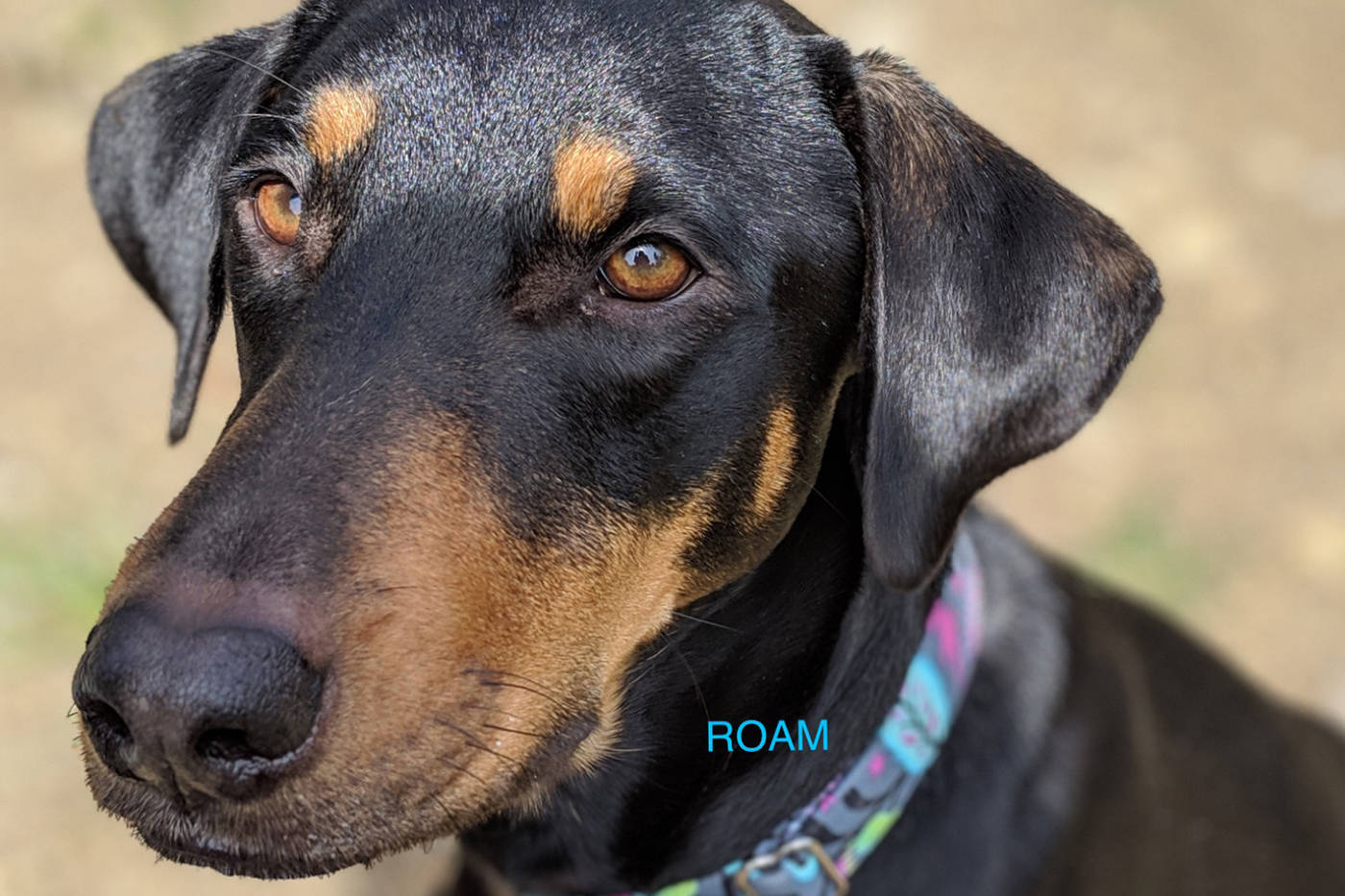The tall and thin 50-pound female doberman – with a small underbite – has a tattooed line in the middle of her stomach where her spay incision scar is. (ROAM)
