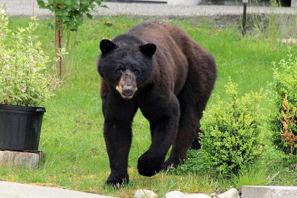 A bear likely caused a barn fire in Pitt Meadows. (THE NEWS/files)                                ‘There was no sign of the bear.’ (THE NEWS/files)