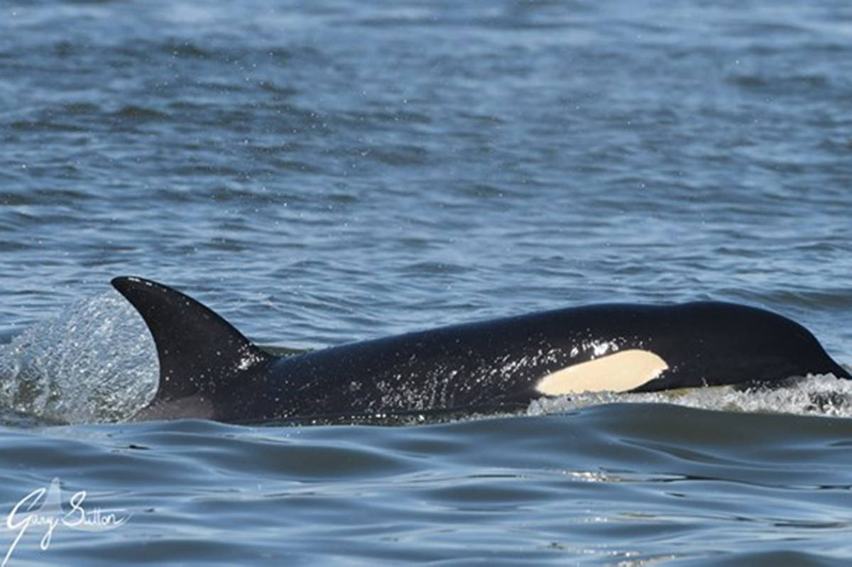 Three groups of Bigg’s orcas – a transient, mammal-eating subspecies – were spotted in the Salish Sea last week. Experts say this is a significant discovery in terms of shifting territory for resident whales. (Facebook/Gary Sutton)