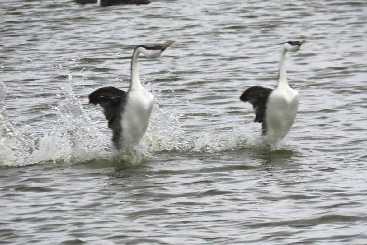 Ever see birds perform a mating dance? Western Grebes flap around at B.C. wharf