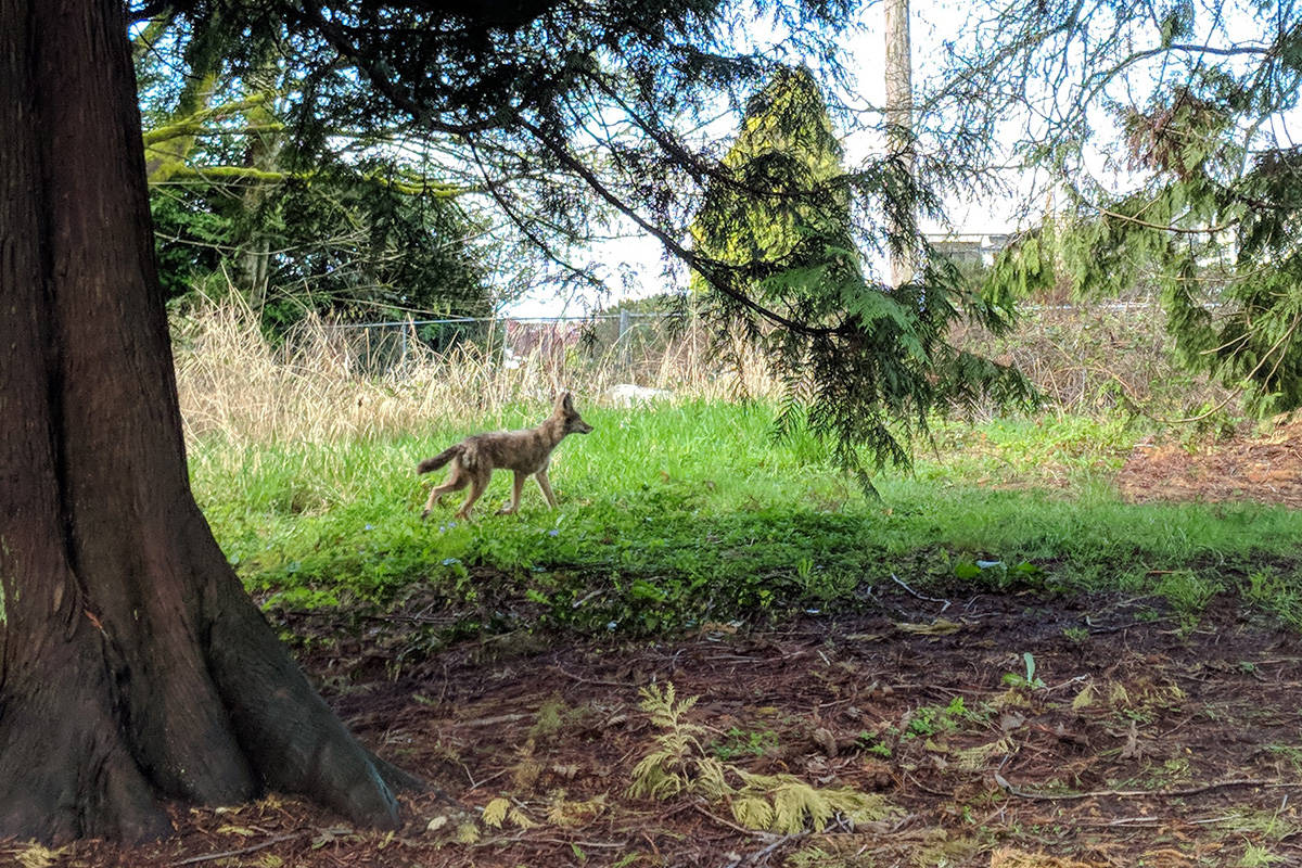 A coyote was photographed near High Street, located beside Centennial Park, just before Easter. Photographer Mandy Johnston, who was walking with her two-year-old son, said she was not overly worried about the canine’s presence. (Mandy Johnston photo)