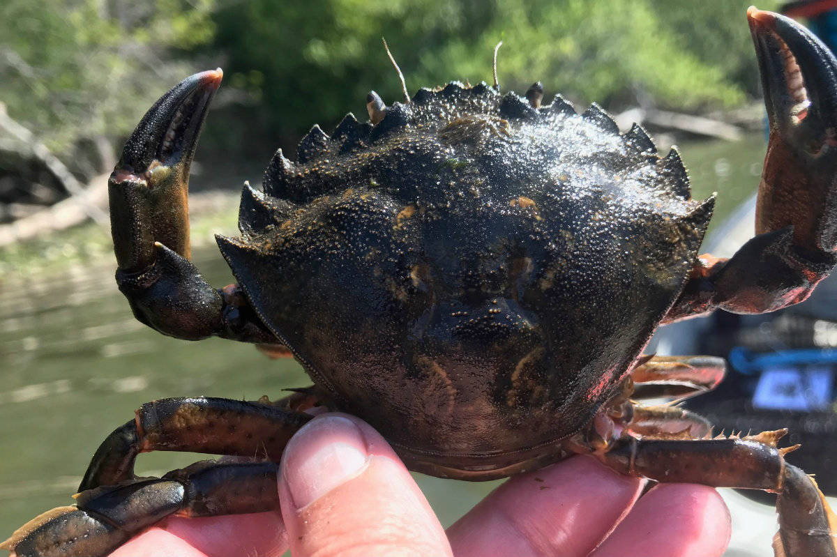Though not always green, European green crabs have five prominent spikes or ridges on either side of the eye. Their Latin name, carcinus maenas, means “raving mad crabs.” (Facebook post)