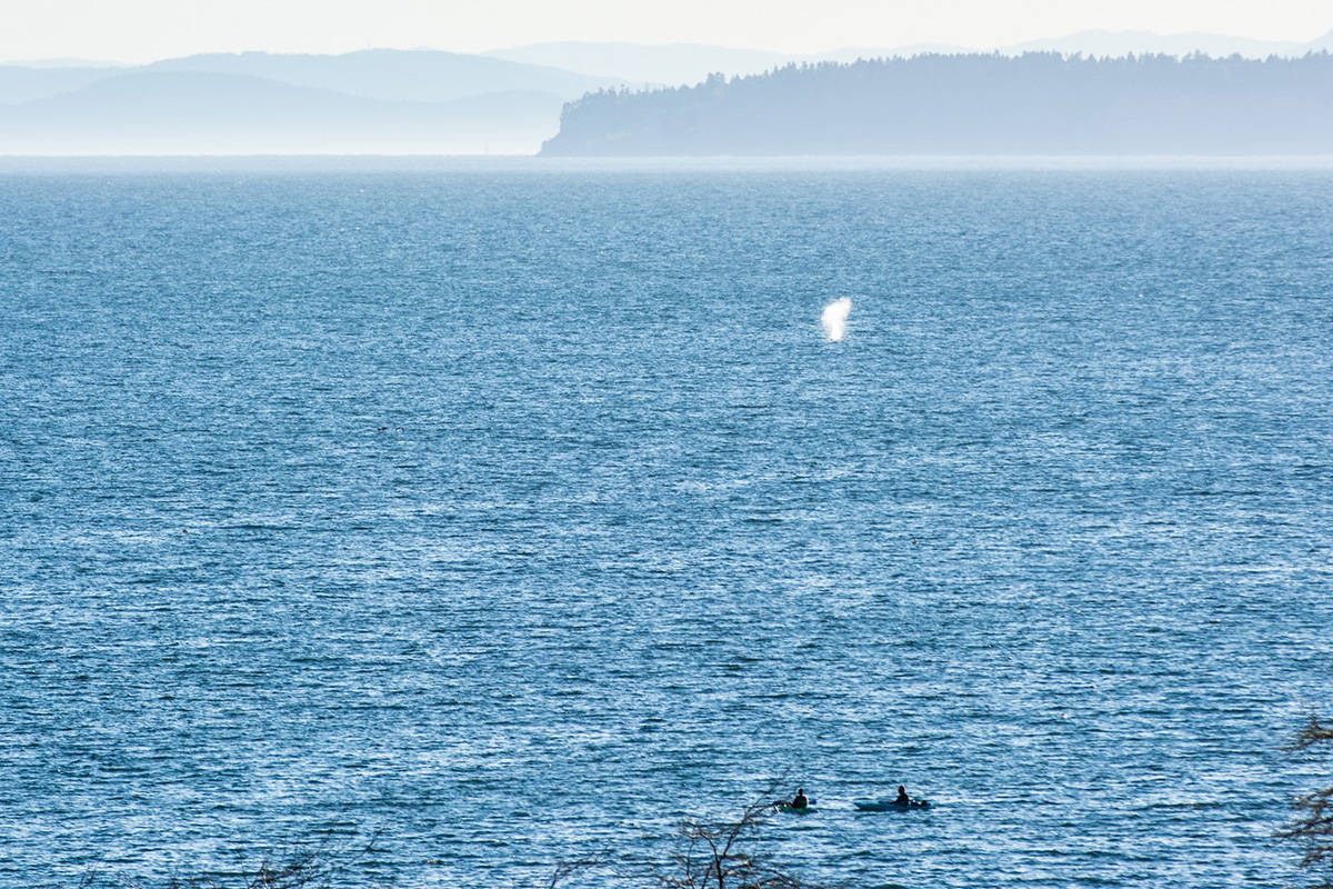 A grey whale was spotted off the shore of White Rock’s beach earlier this week. (Tyler Ingram photo)