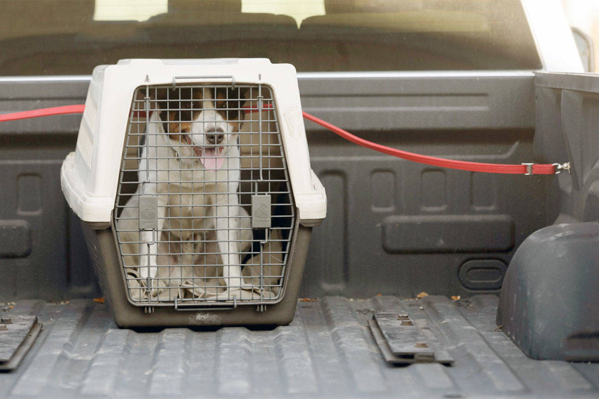 SPCA reminds public to travel safely with pets this summer. (Photo contributed)
