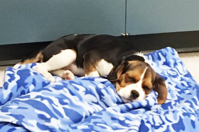 Puppy returned to Burnaby couple after being found in Osoyoos