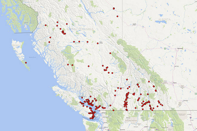 Citizen-science initiative needs volunteers to count B.C. bats