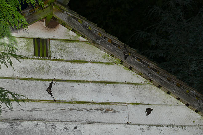 Citizen-science initiative needs volunteers to count B.C. bats