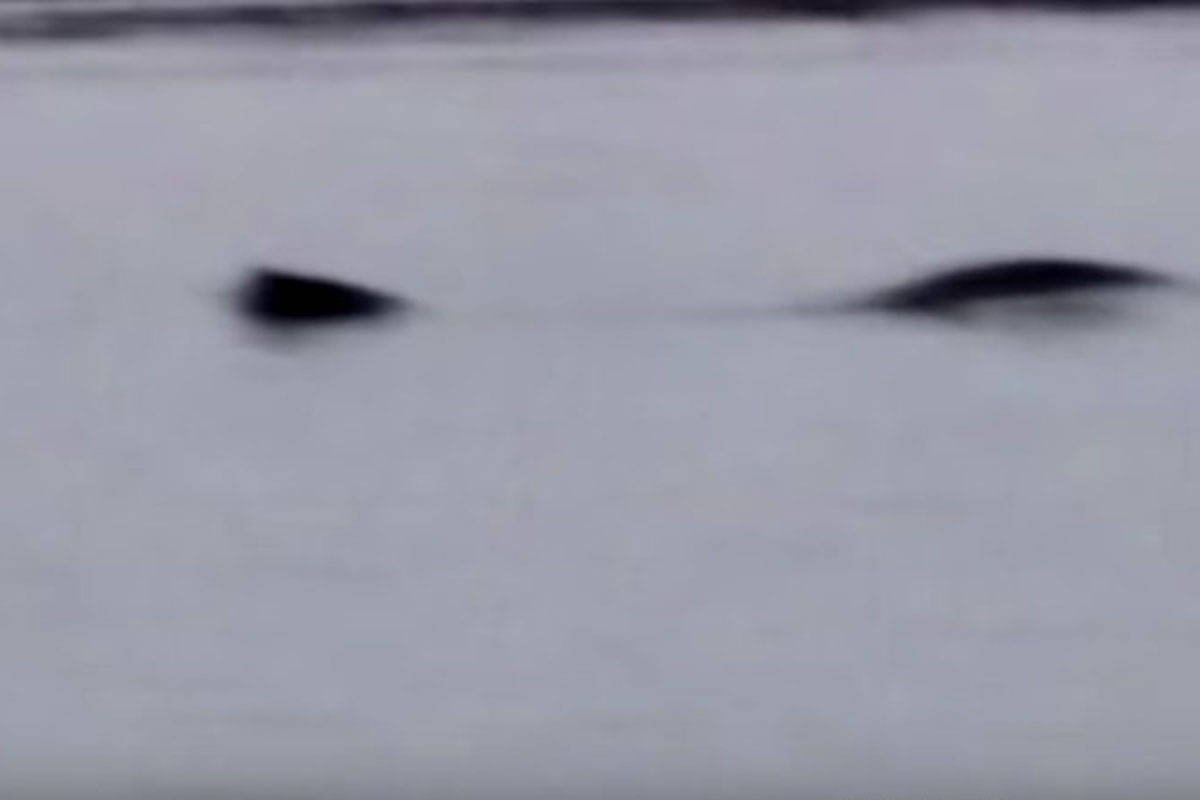 Kelly Nash’s shaky footage of what some cryptozoologists say could be a group of Cadborosauruses. (Kelly Nash framegrab)