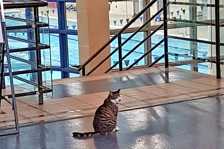 Staff can’t keep Clover the Commonwealth Cat, away from Saanich Commonwealth Place. The feline has too many friends to stay away. (Emile de Rosnay photo)
