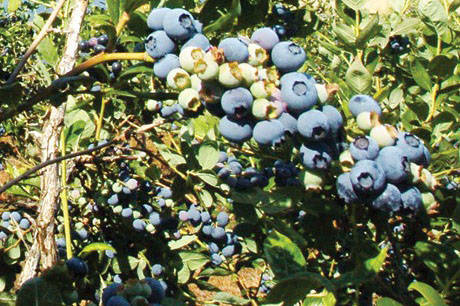 Fines were issued to Pitt Meadows berry farm. (THE NEWS/files)
