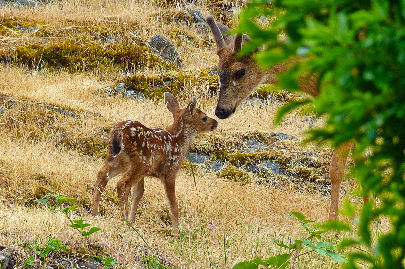 Oak Bay News reader spotted a fawn and its protective parents in her neighborhood last year. (Contributed by Brian Wawro)