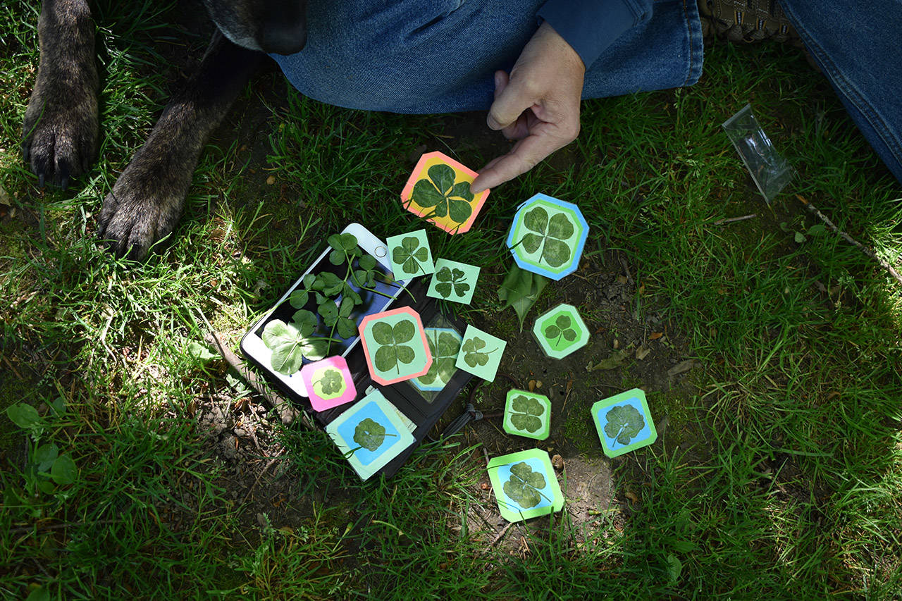 Some of the pressed clovers Walt Hardinge carries around with him, as well as a few he had picked up earlier in the day.                                (Grace Kennedy/The Observer)