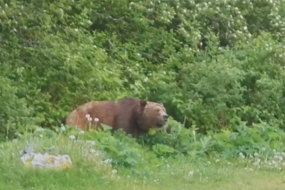 Screengrab of video by Nanaimo resident Trevor Sokoloski of a grizzly bear at the Little Bear Bay campground north of Campbell River on May 17, 2019.