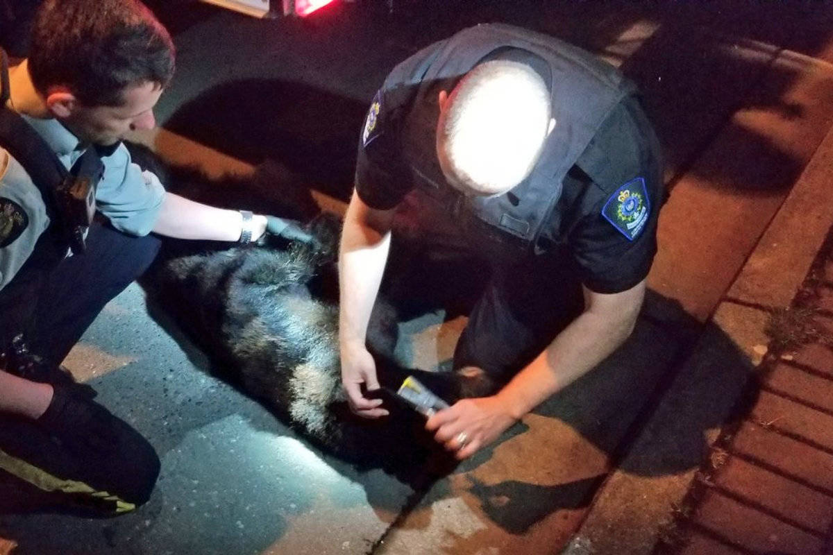 Conservation officers took in the bear for a check-up (Langford Fire Rescue)