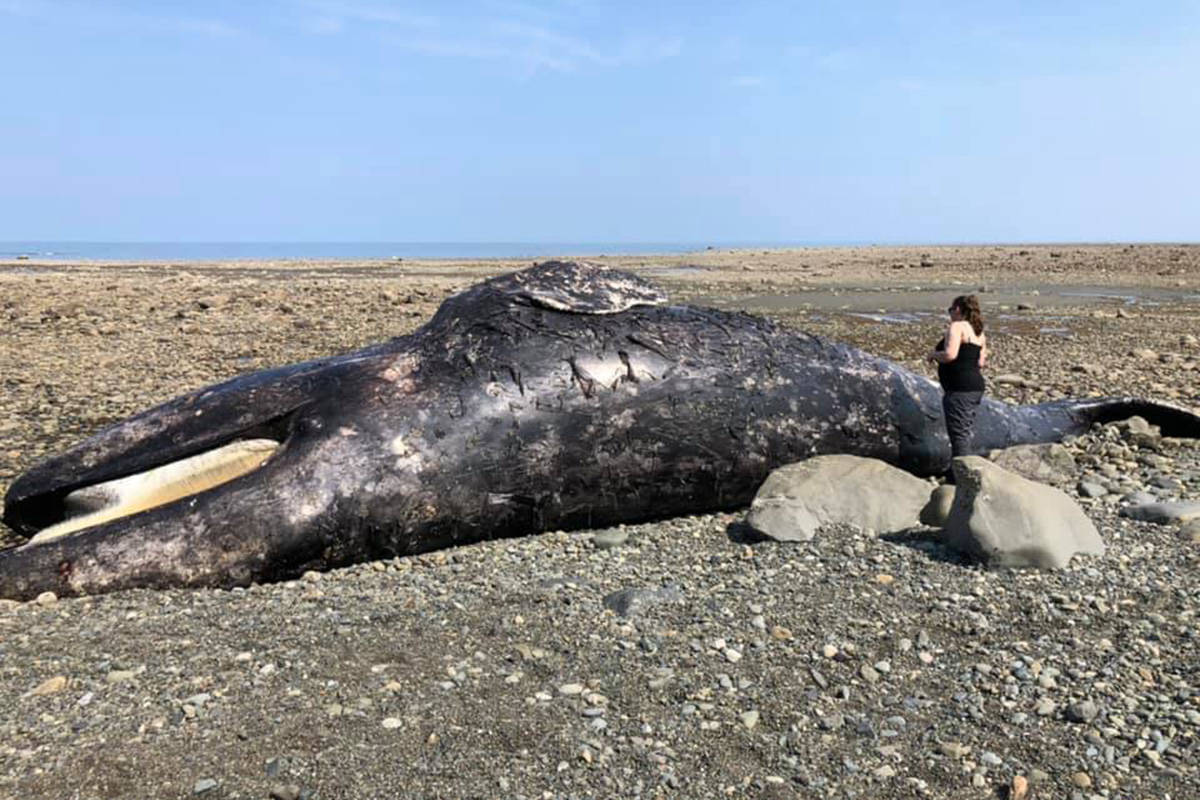 Three grey whales have washed up in Haida Gwaii in the past two weeks. (Tanya Alton)