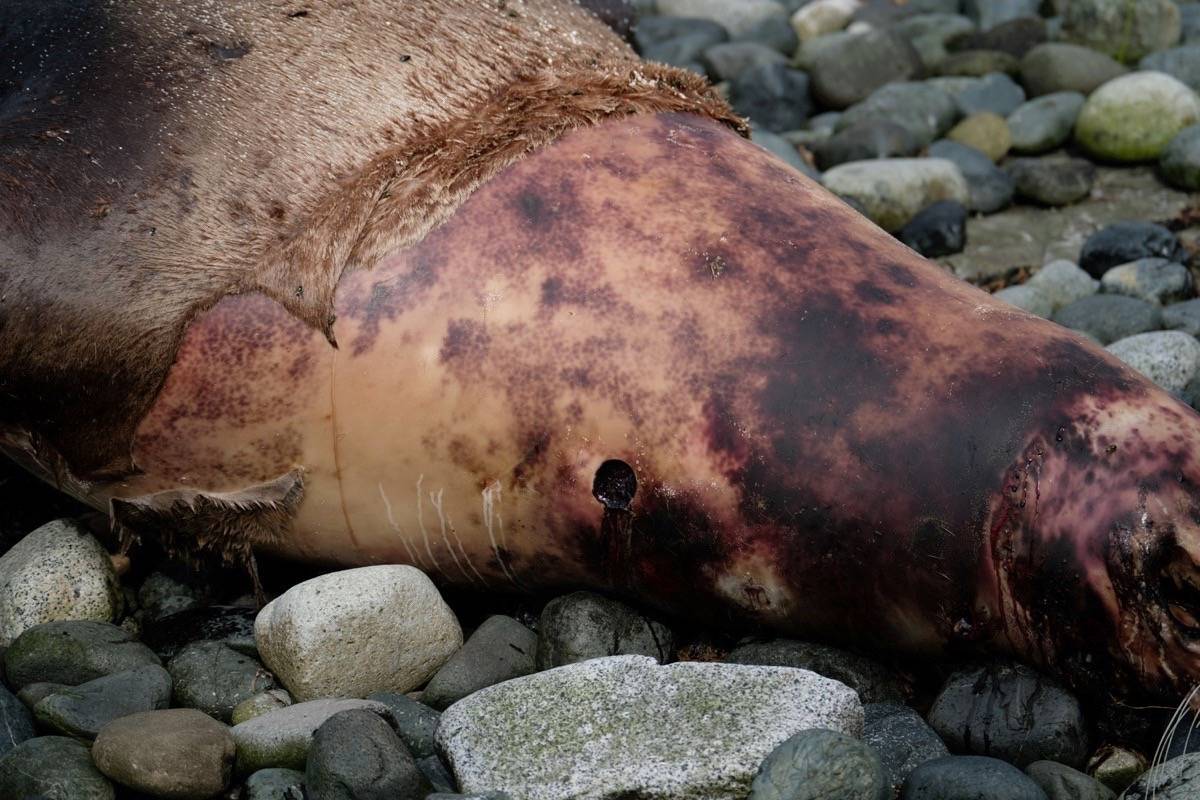 A dead sea lion has washed ashore on a French Creek beach with what residents believe is a bullet hole to its neck area. - Photo submitted by Marnee pearce