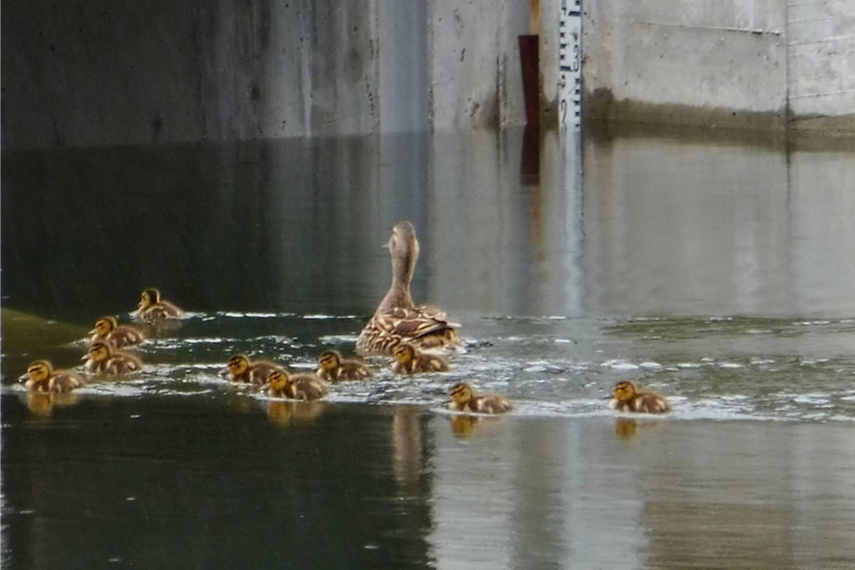 As ducklings can’t yet fly, they are vulnerable to cars when waddling towards water sources. (Peninsula News Review File)