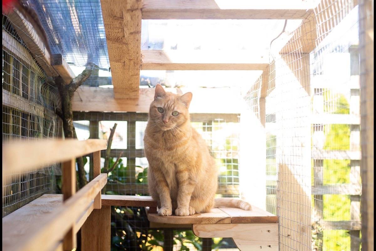 BC SPCA offers tour of outdoor feline enclosures called ‘catios’