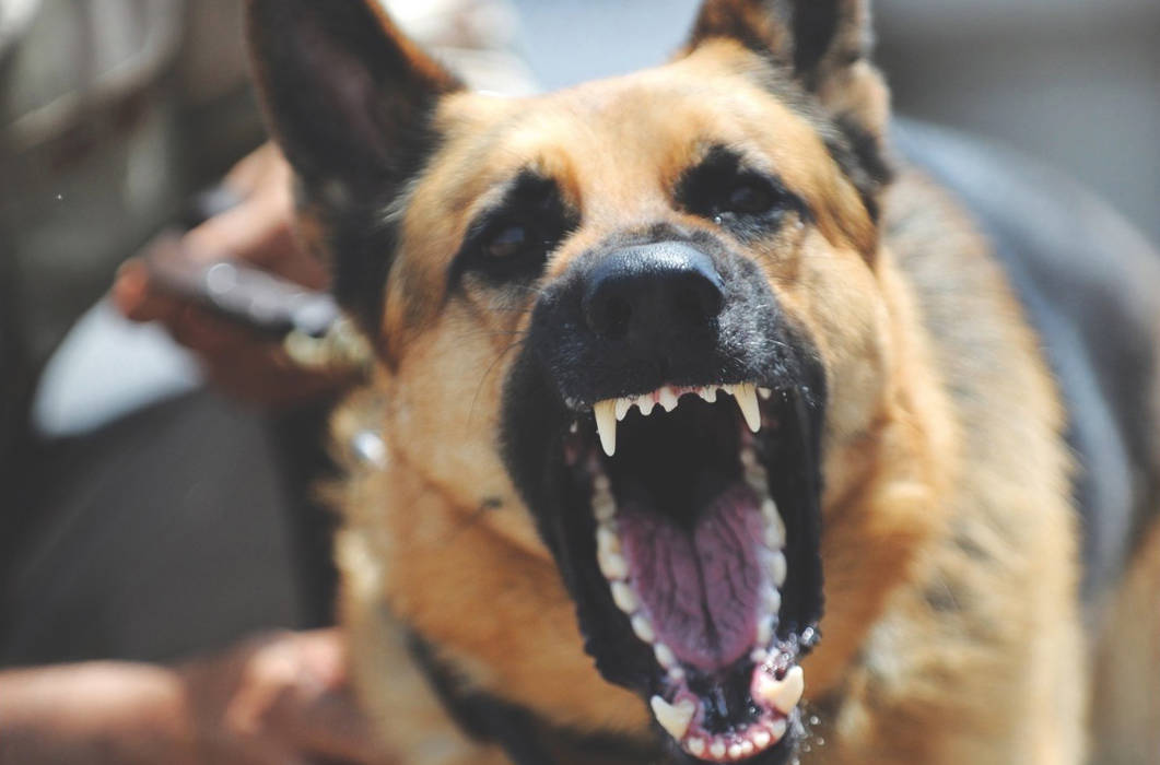 The breed varies in cases of dog attacks, the chief bylaw officer said. Sometimes the dog is distracted or conditioned to react against certain people or animals (File photo)