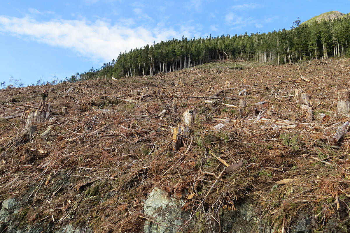 An undated photo provided by Sierra Club BC shows campaigner Mark Worthing in a clearcut at Schmidt Creek. Photo by Torrance Coste