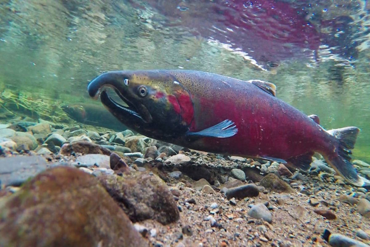 Some streams are approaching critical flow levels, due to dropping water levels and a period of warm weather. (Peninsula News Review File)