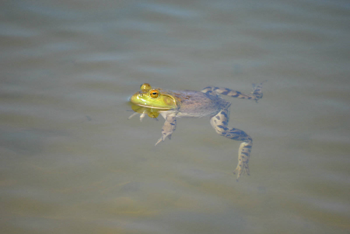 Small crews battle ravenous invasive bullfrogs on south Island