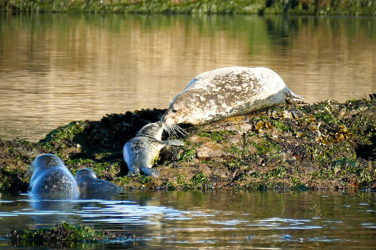 A mother seal nuzzles her pup. (Nick Wemyss photo)