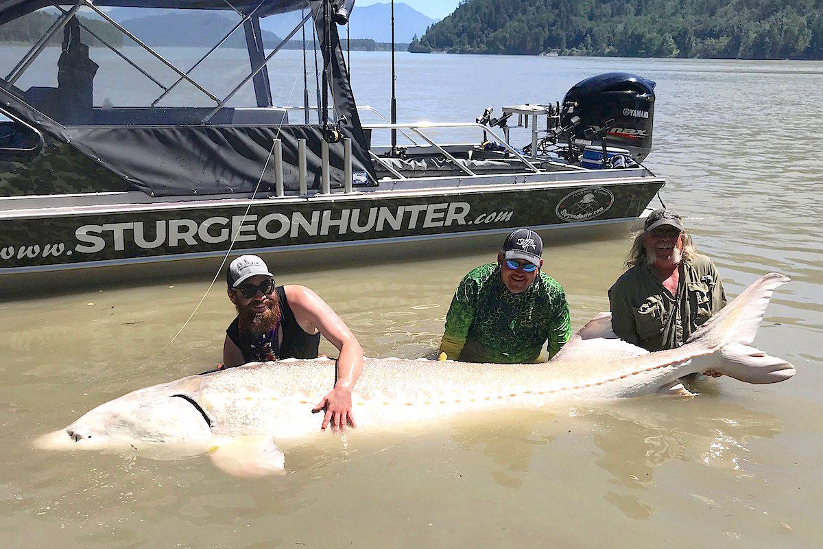 Calgary resident Terry Jacobson (right) with his friends, Alex Kirk and Tom Kirk, with the massive sturgeon they caught in the Fraser River near Chilliwack. (Sturgeon Hunter)