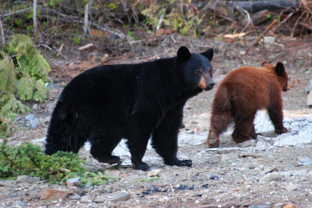 Bears have killed 17 people in B.C. since 1986