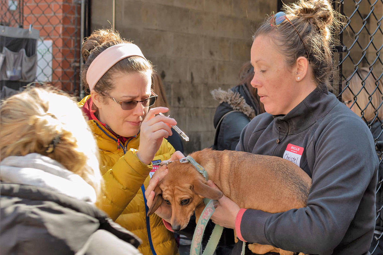 Every month for 10 years, volunteers with Vets for Pets have treated animals of low income, transient and homeless people at Our Place. (File submitted/ Richard Leon Gauthier Photography)