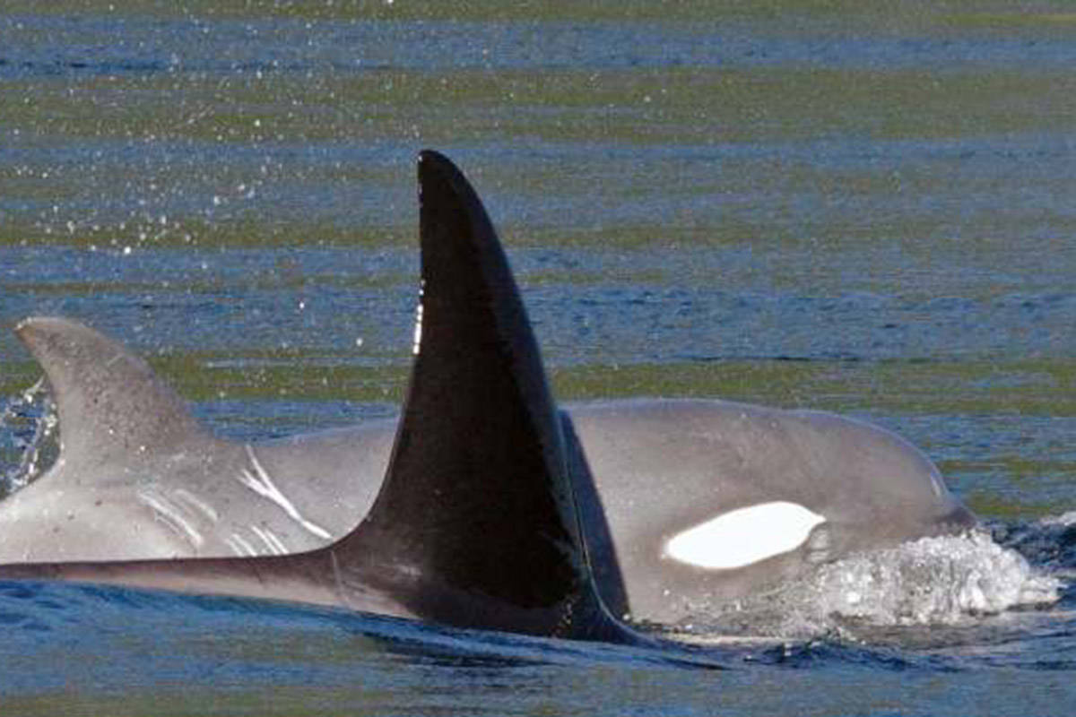 Campbell River-based ecotourism operator Nick Templeman captured photos of a rare ‘ghost whale’ in Seymour Narrows on Saturday. Photo courtesy Campbell River Whale and Bear Excursions