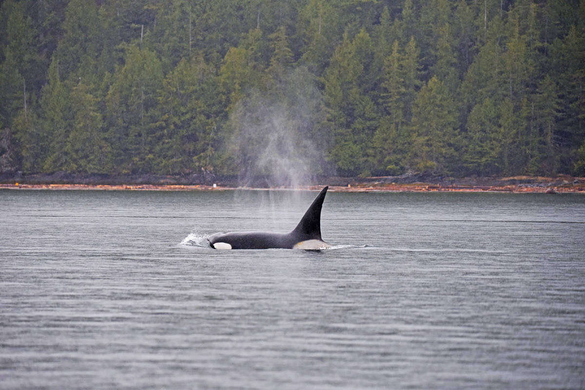 VIDEO: Killer whale steals fisherman’s catch off North Coast