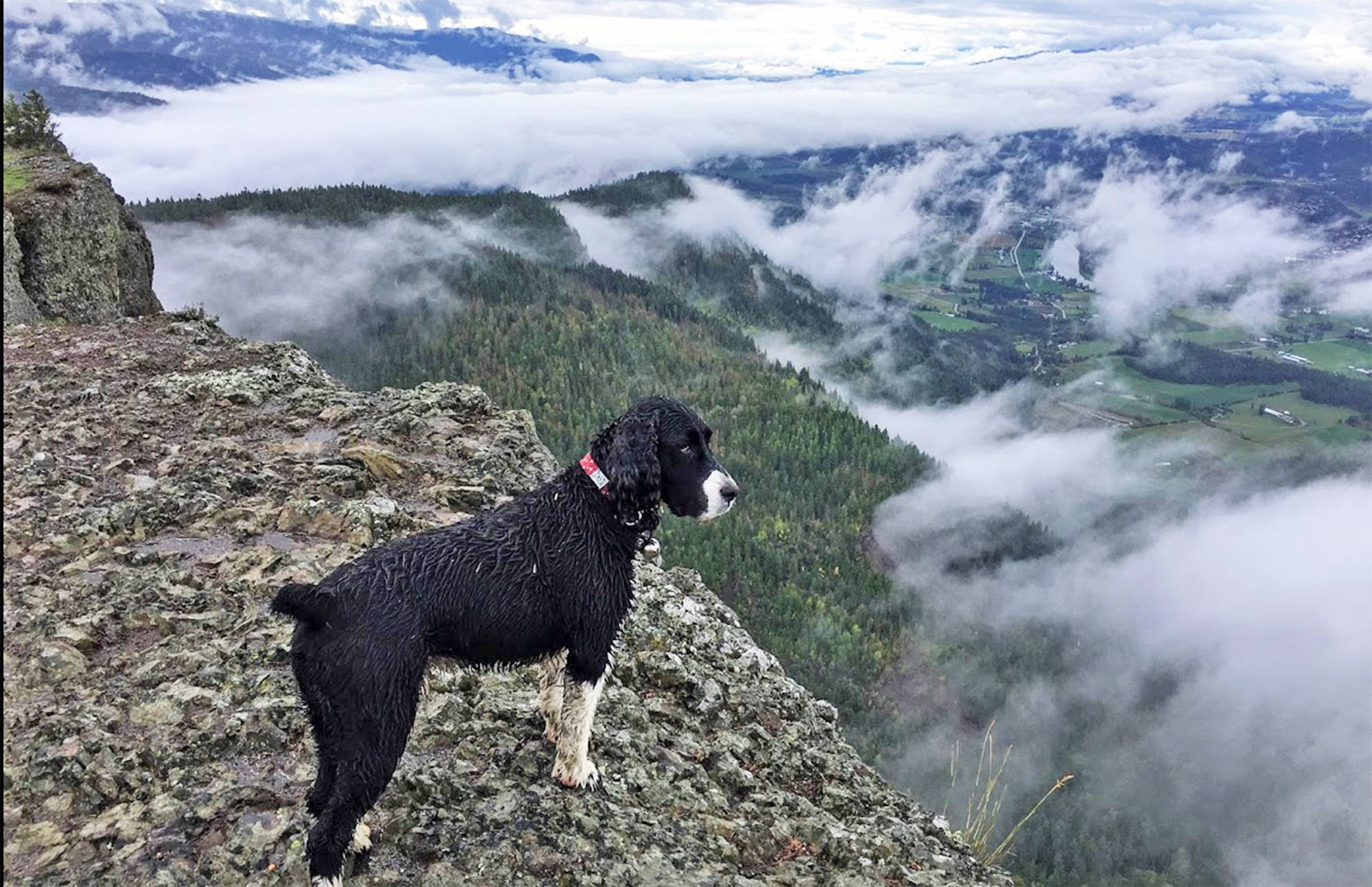 Even pets are active in Enderby, such as Cole on an Enderby Cliffs hike. (Photo - Rob Marshall)