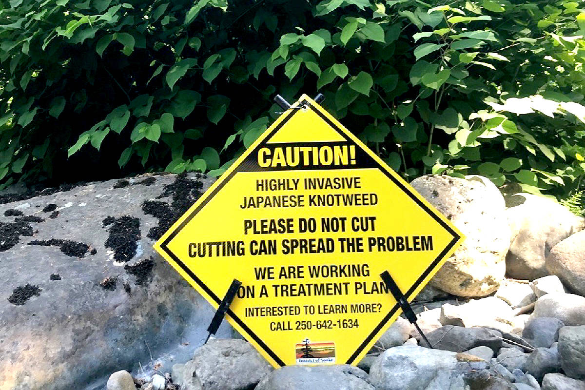 Japanese knotweed has been found in Sooke. The plant can literally tear up concrete, destroy waterways, and cause billions of dollars in damage. (contributed)