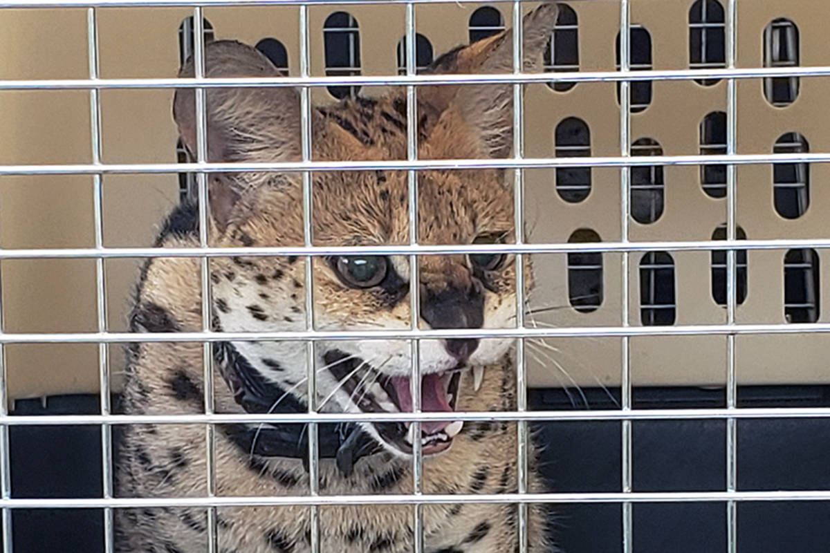 One of 13 serval cats and kittens seized from a breeder near Kamloops. (BC SPCA)